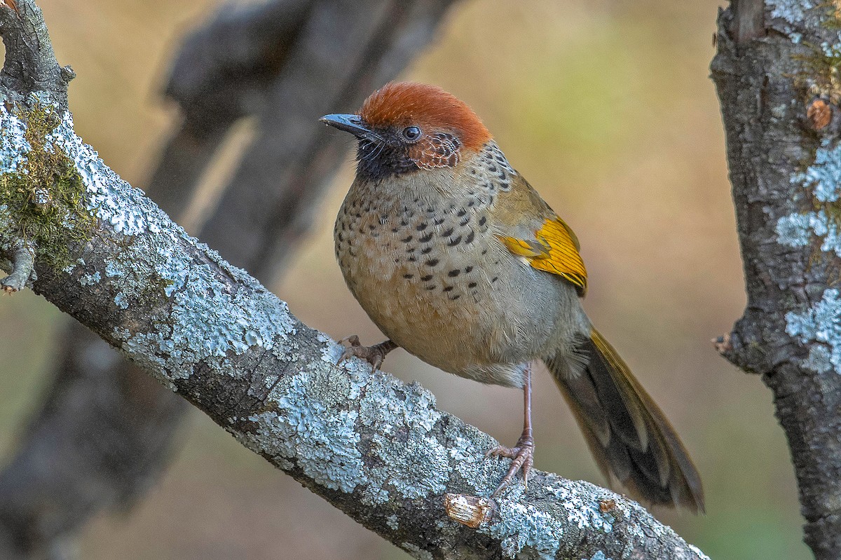 Chestnut-crowned Laughingthrush - ML233733781