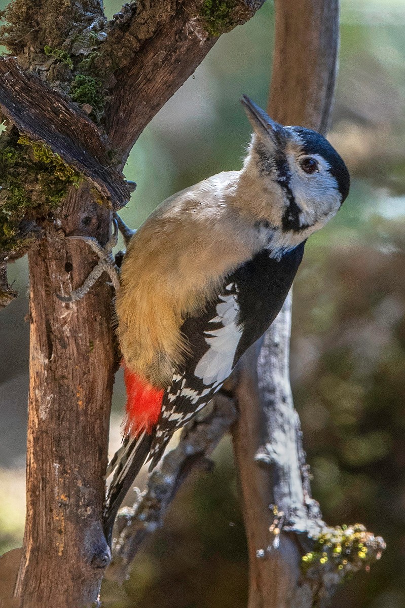 Himalayan Woodpecker - ML233733811