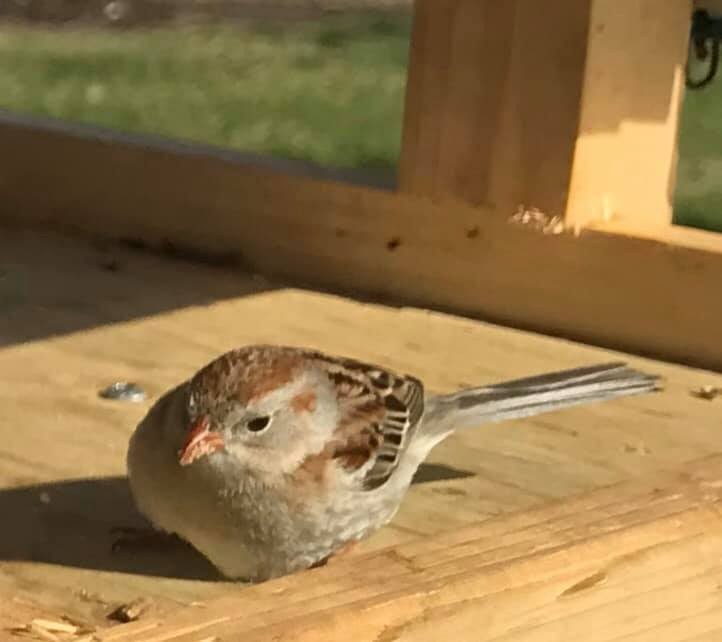 Field Sparrow - ML233733971