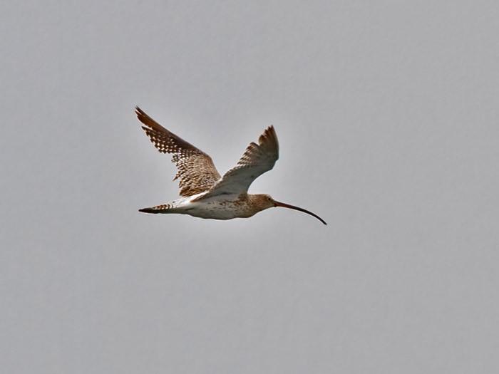 Eurasian Curlew - Niall D Perrins