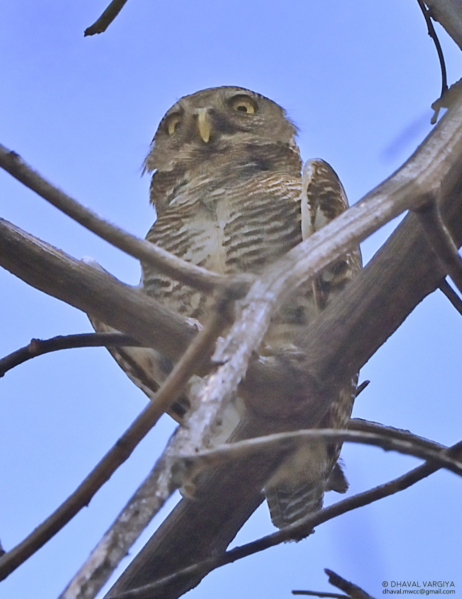 Jungle Owlet - Dhaval  Vargiya