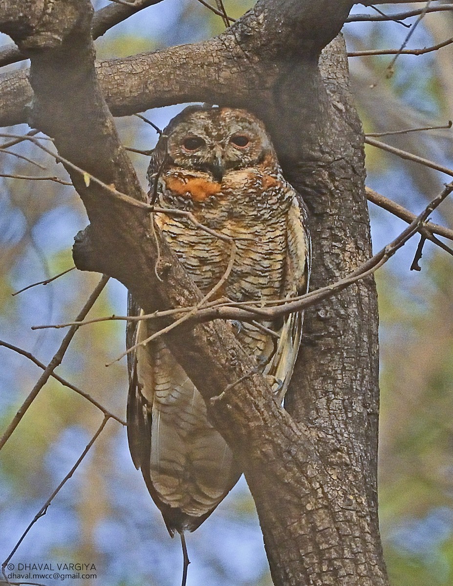 Mottled Wood-Owl - Dhaval  Vargiya