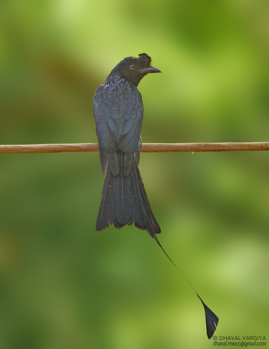 Greater Racket-tailed Drongo - Dhaval  Vargiya
