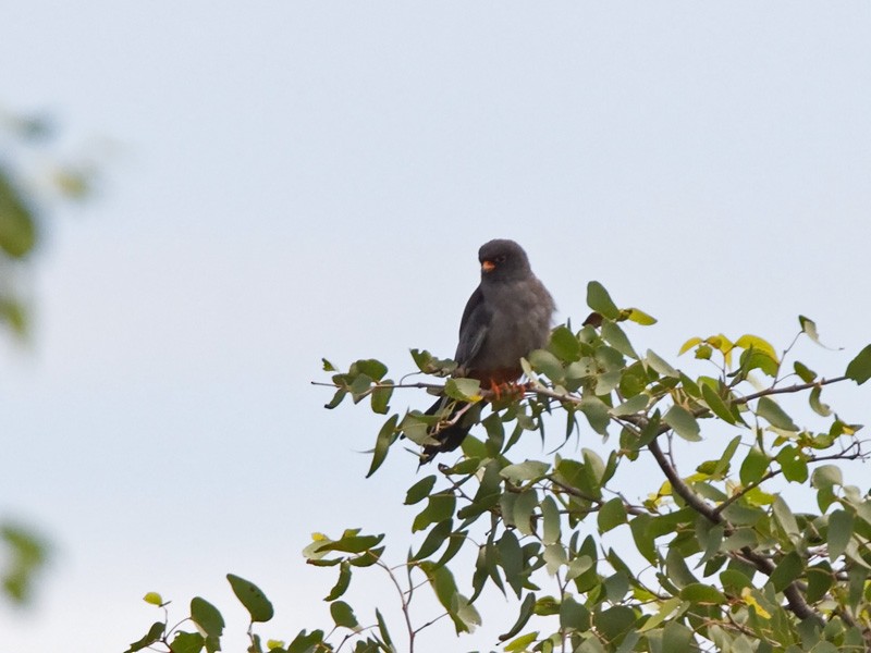 Red-footed Falcon - ML233740341