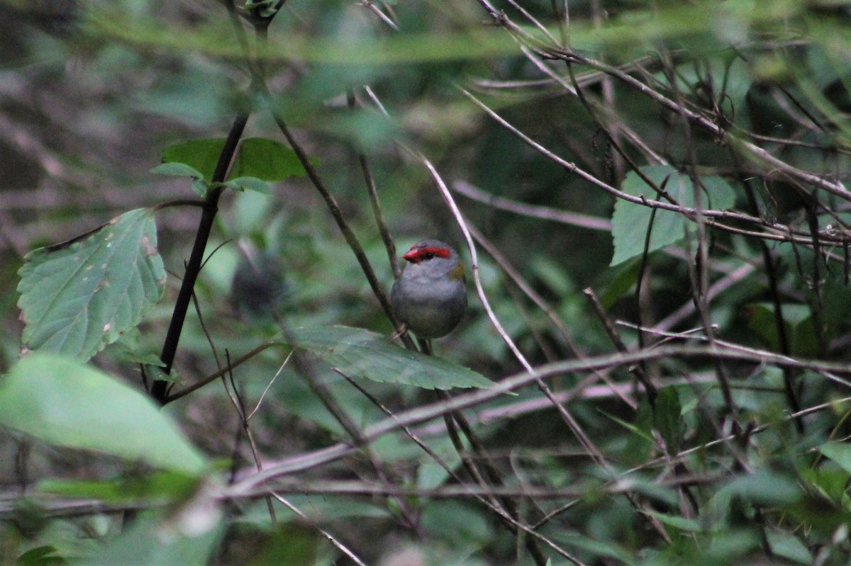 Red-browed Firetail - ML233741261