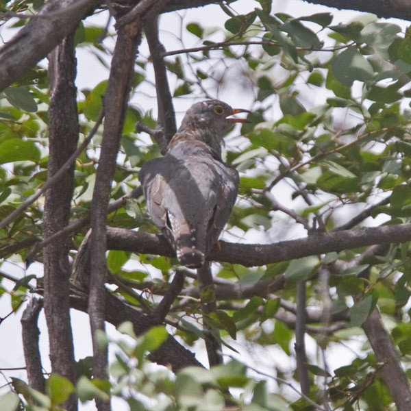 African Cuckoo - Niall D Perrins