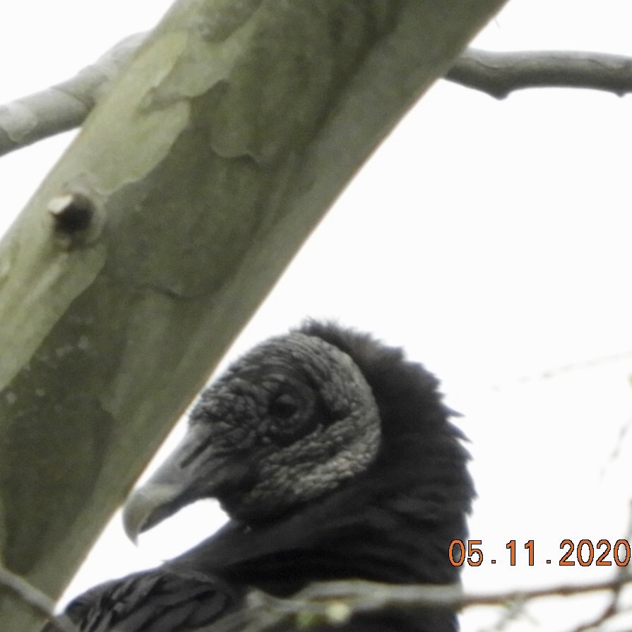 Black Vulture - Lois Rockhill