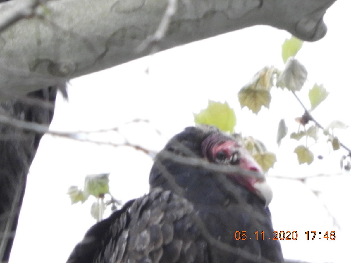 Turkey Vulture - ML233743881