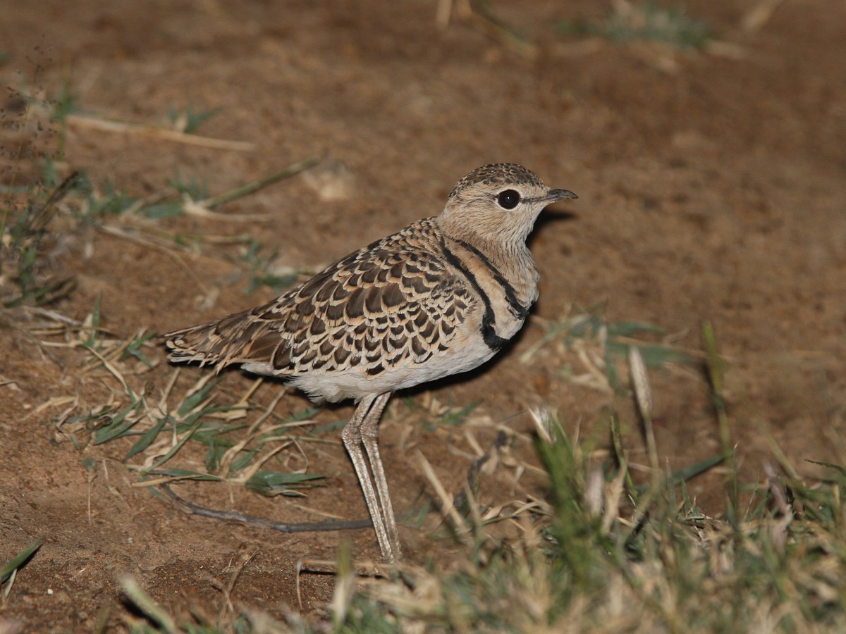 Double-banded Courser - ML233744271