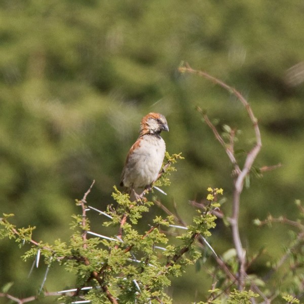 Great Rufous Sparrow - ML233744891