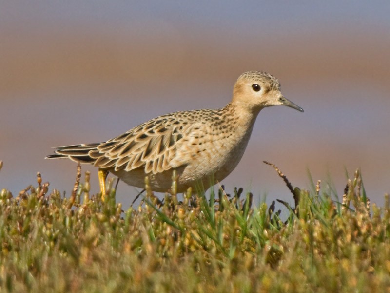 Buff-breasted Sandpiper - Niall D Perrins