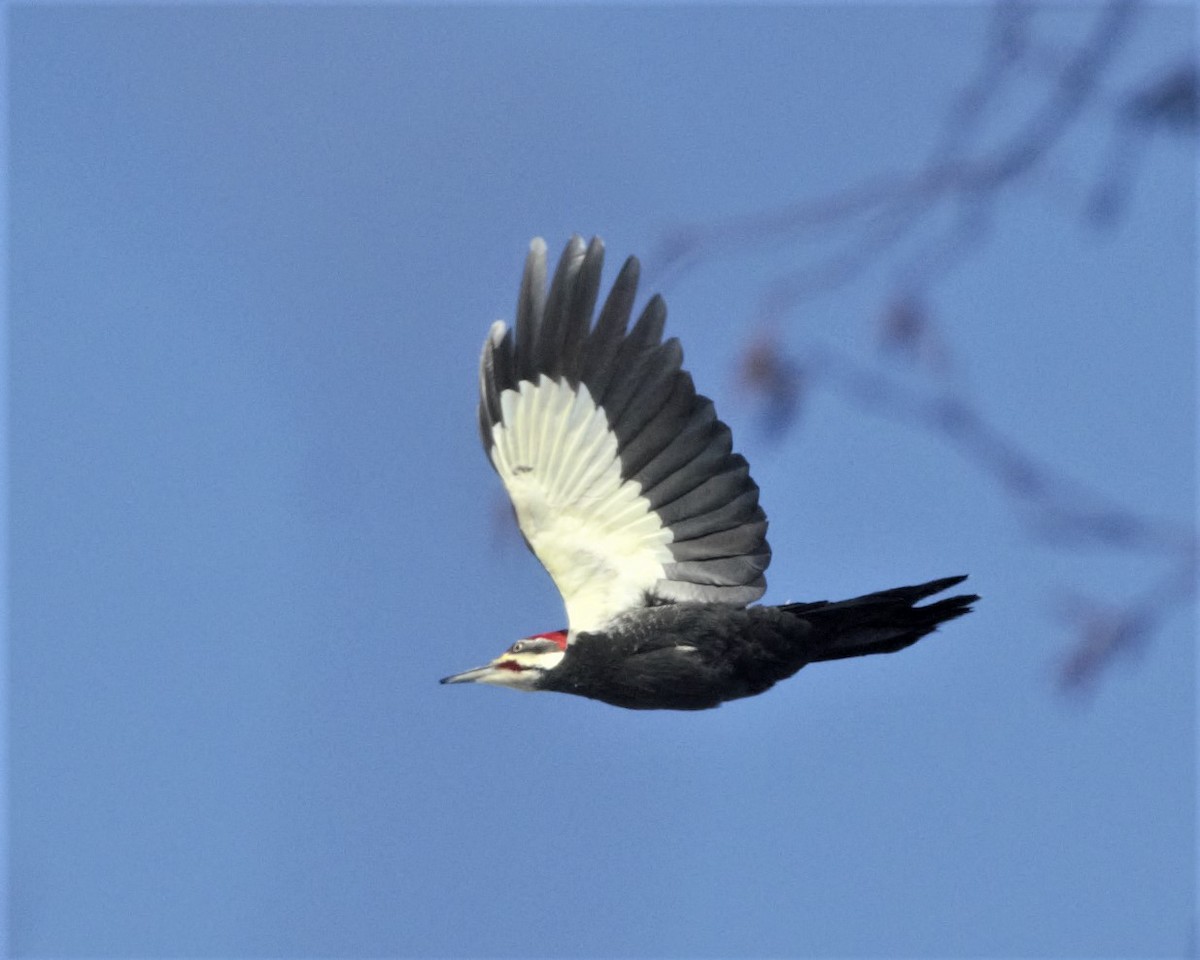 Pileated Woodpecker - ML233747911