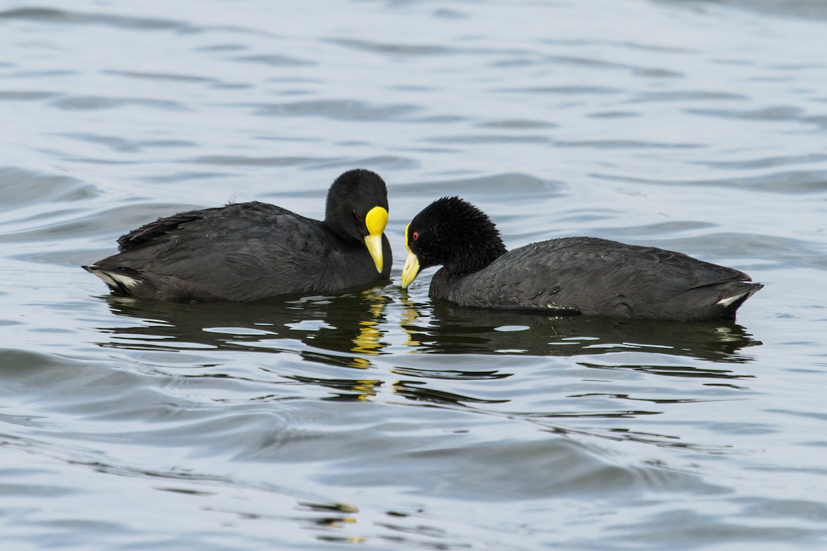White-winged Coot - ML233749001
