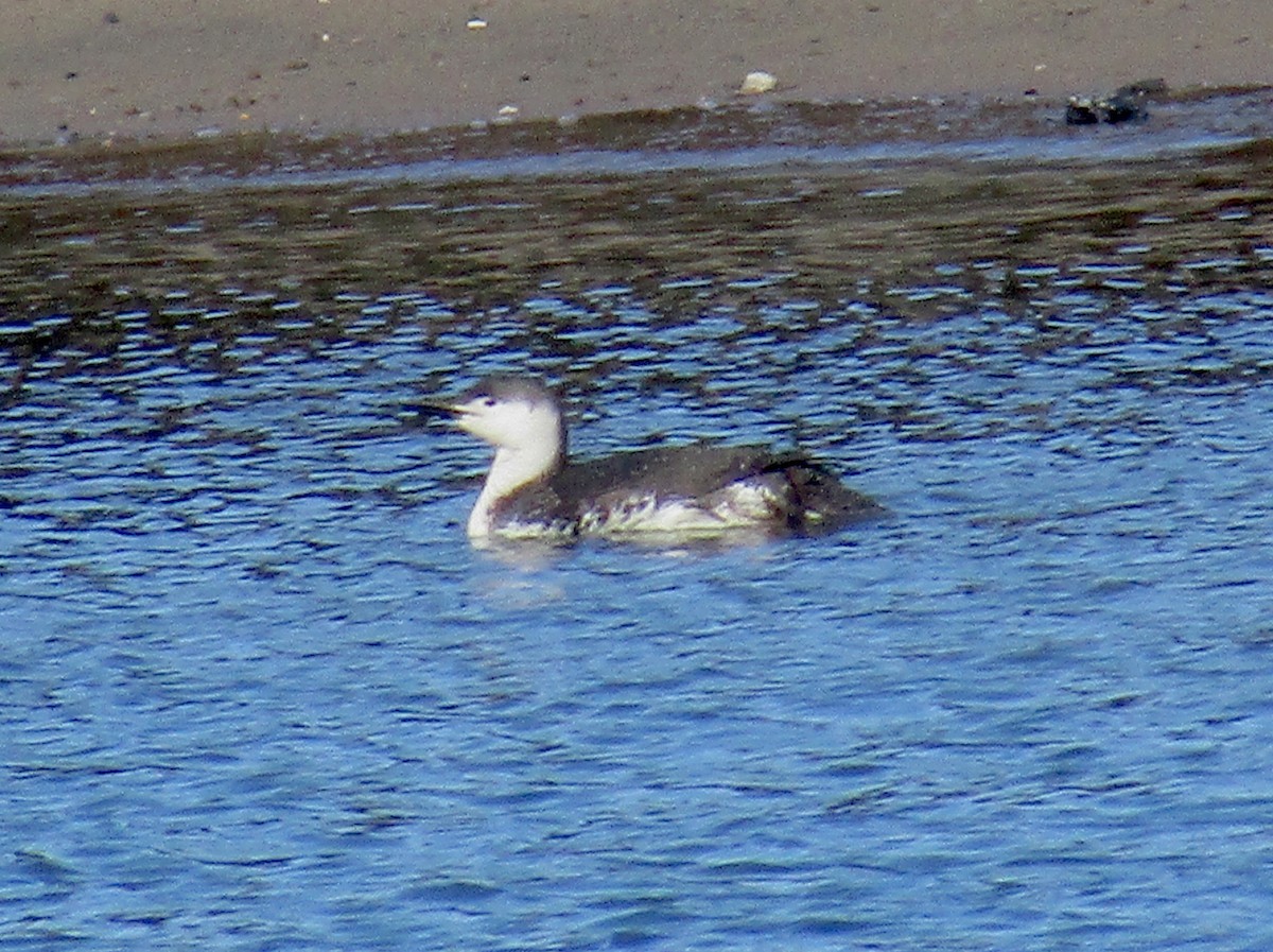 Red-throated Loon - ML233749151