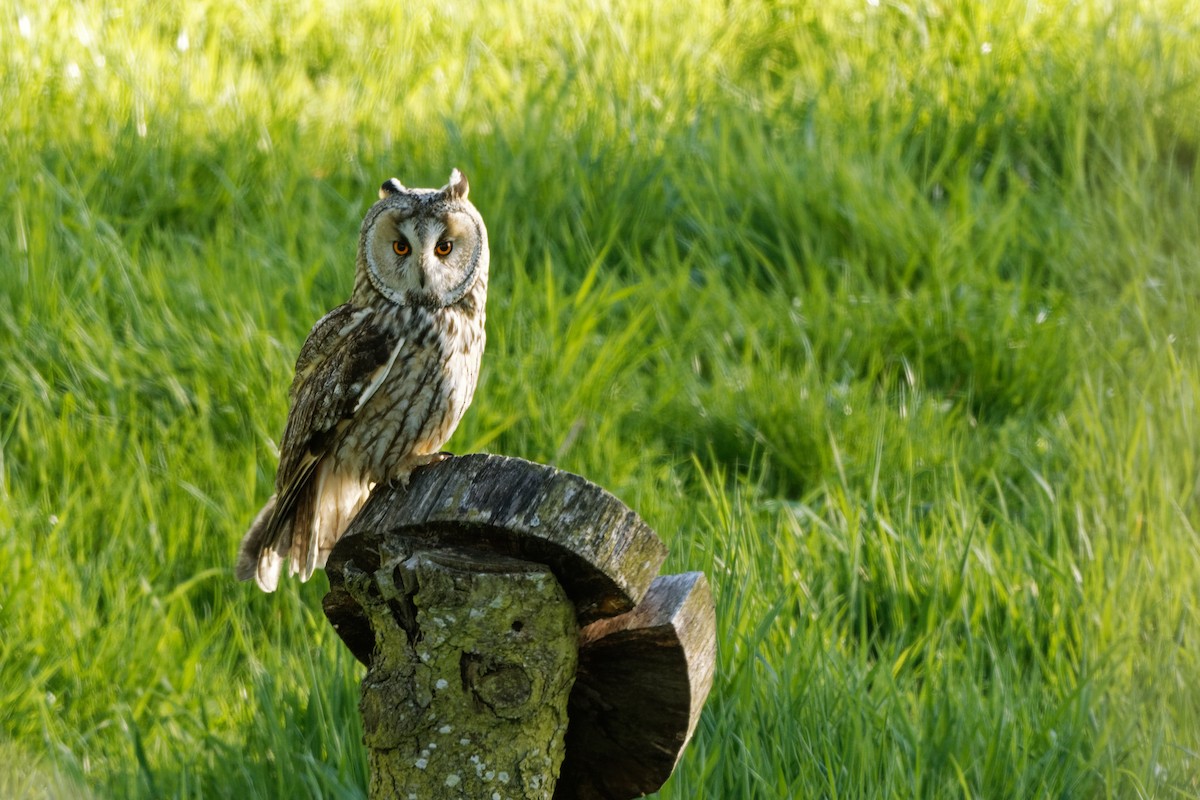 Long-eared Owl - Andrew Jarwick