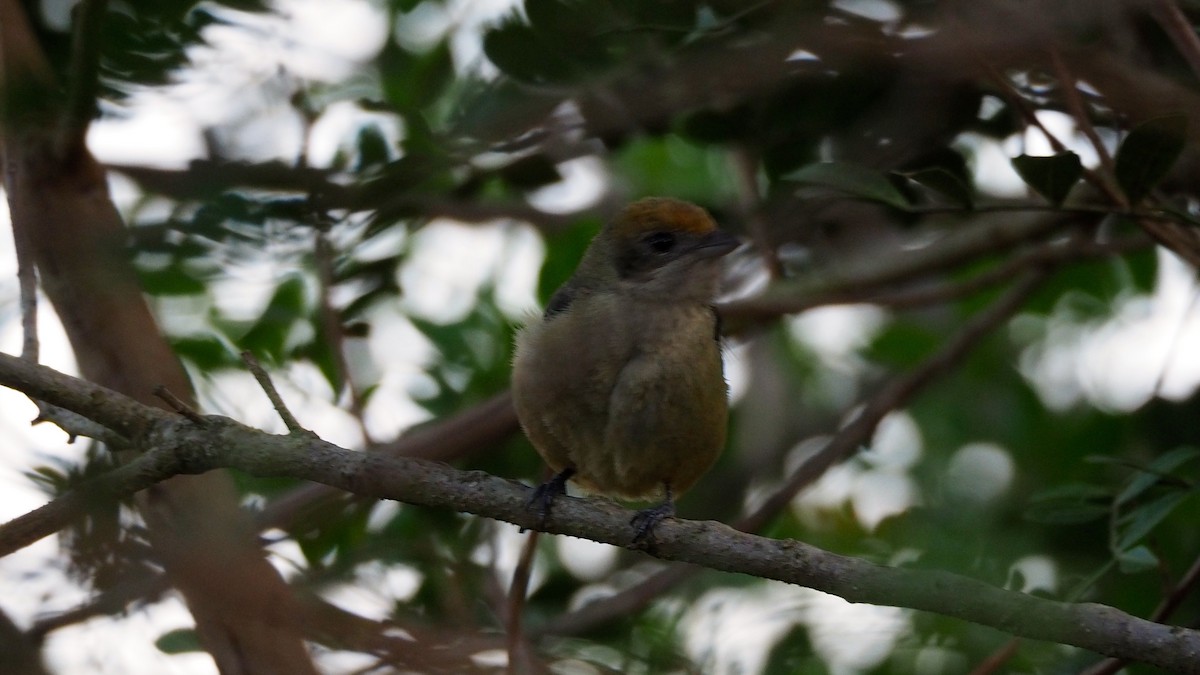 Burnished-buff Tanager - ML233750951