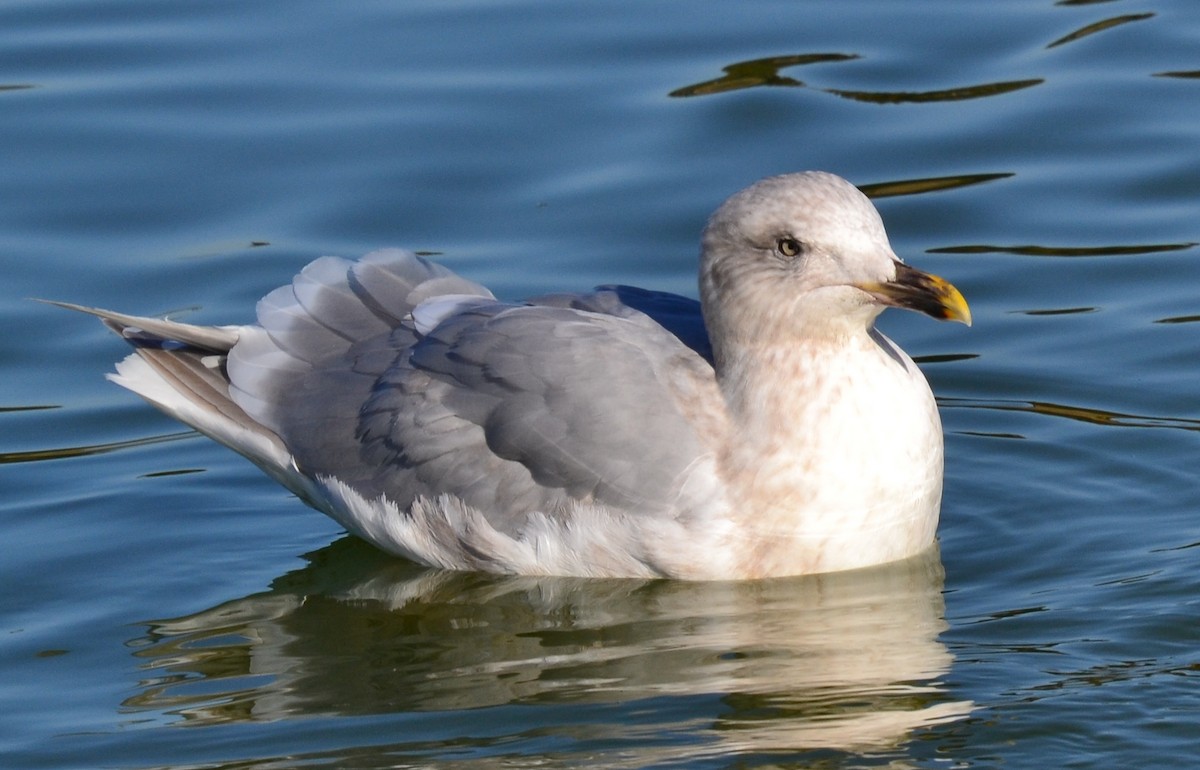 Glaucous-winged Gull - Joseph Kurtz