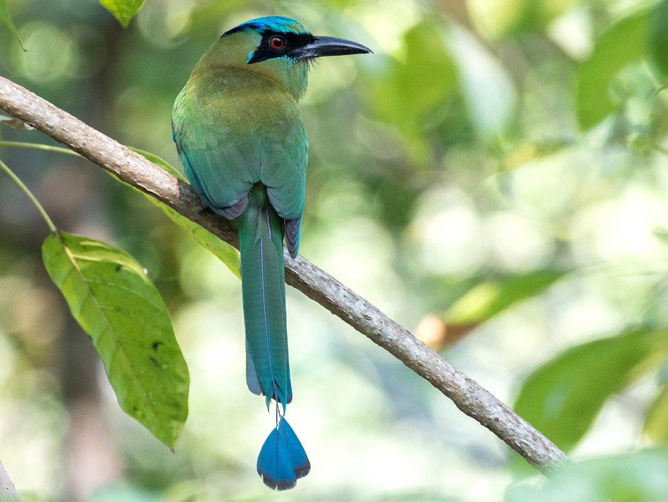 Blue-capped Motmot - Juan Miguel Artigas Azas