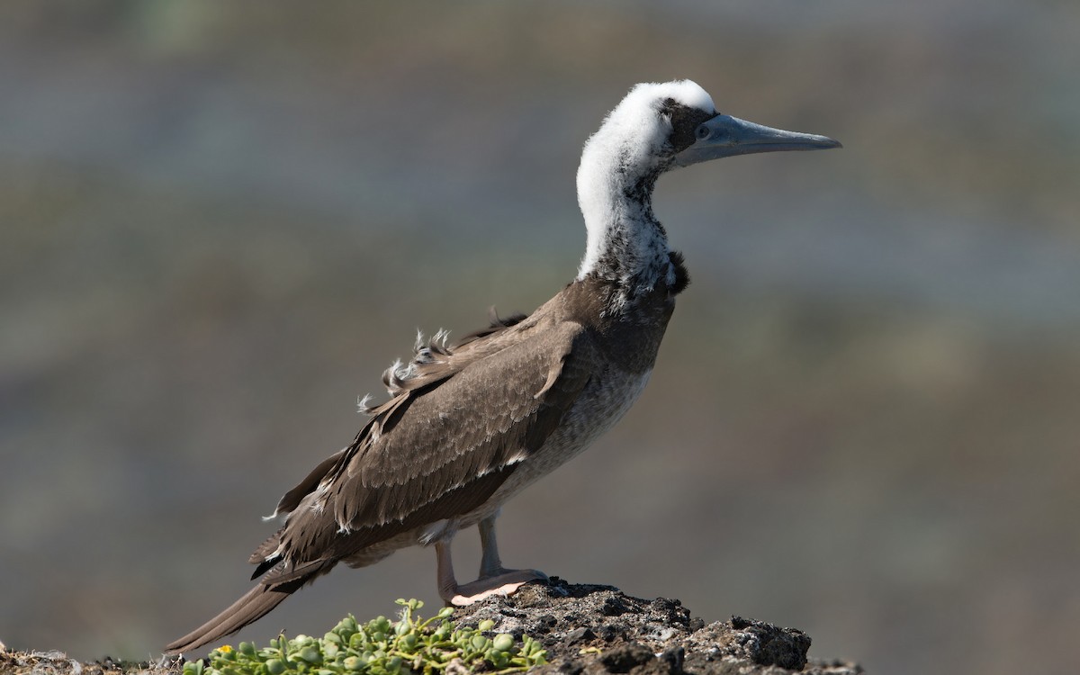 Brown Booby - ML233757951