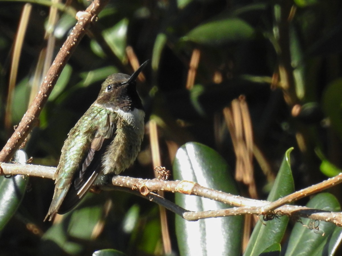 Black-chinned Hummingbird - Linda Montgomery