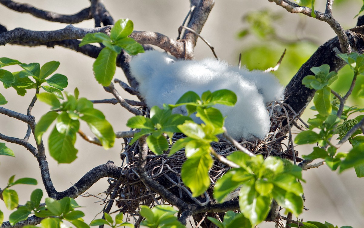 Red-footed Booby - ML233759461