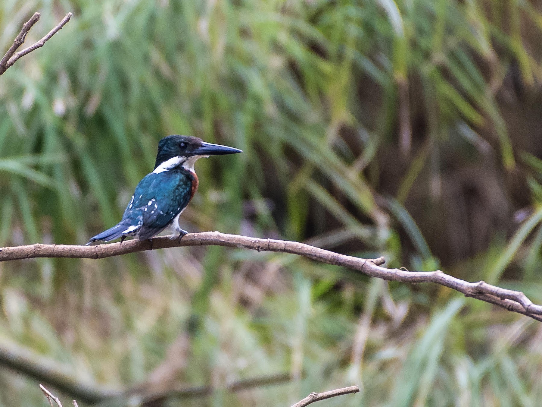 Amazon Kingfisher - Ragupathy Kannan