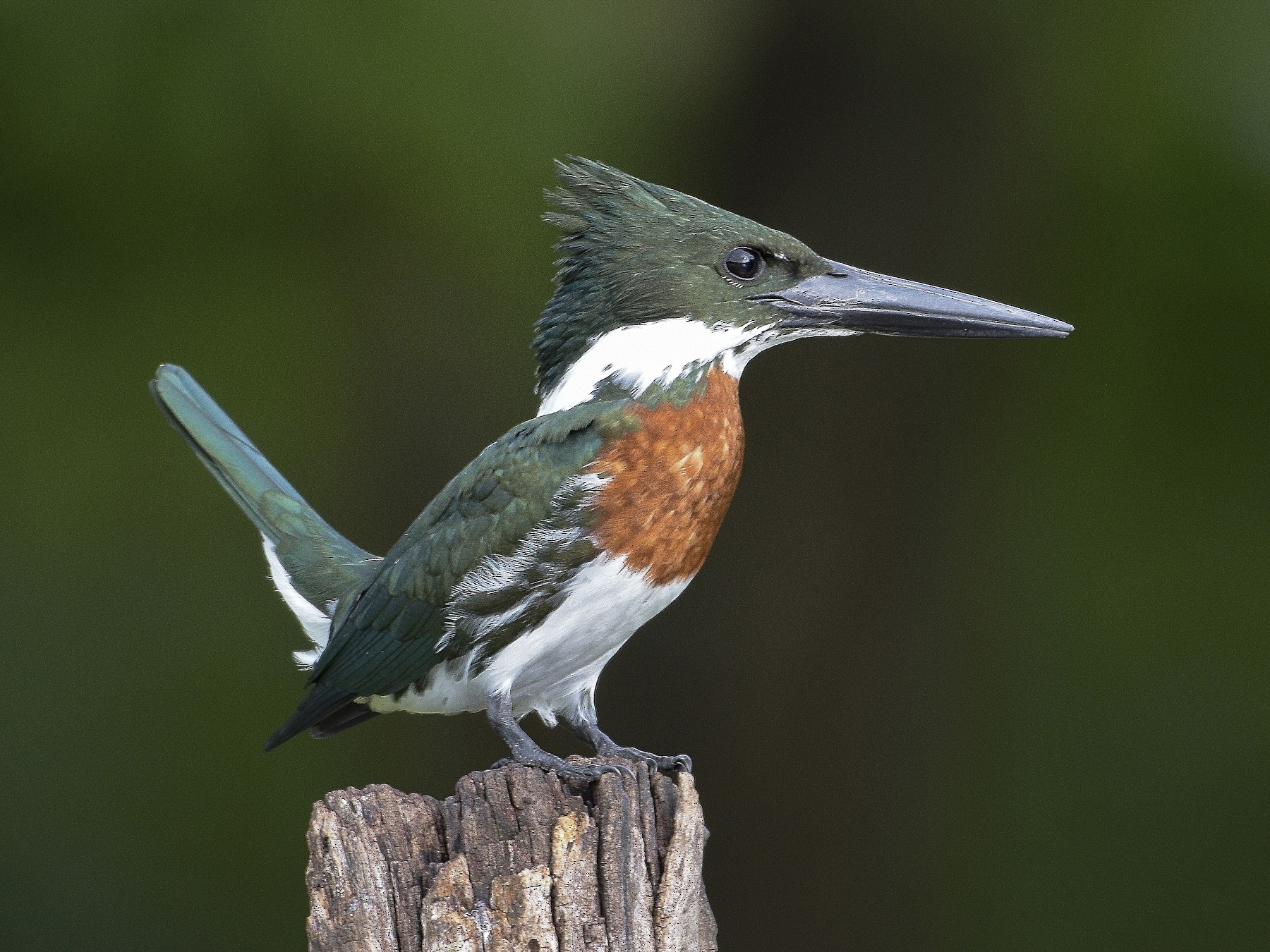 Amazon Kingfisher - Carlos Echeverría