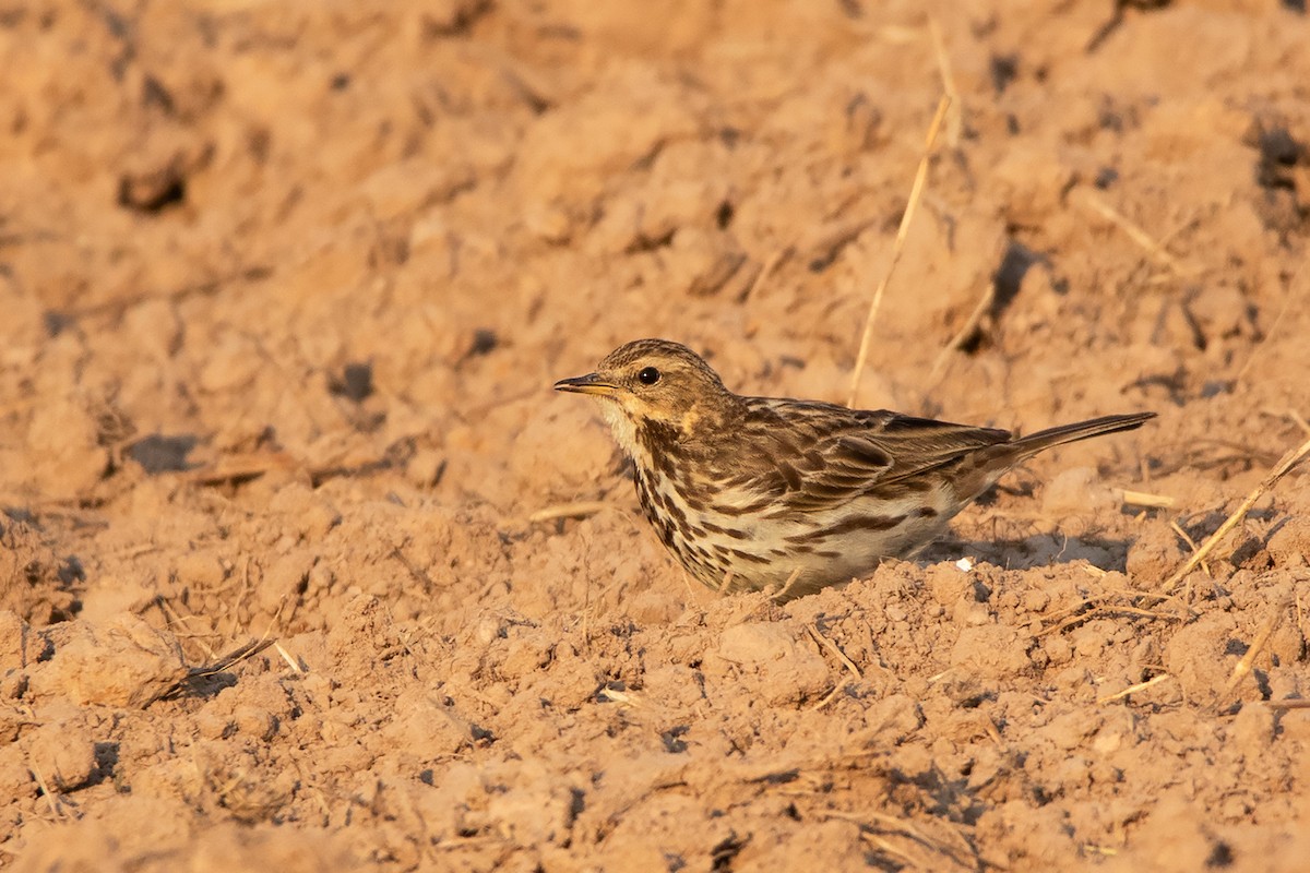 Red-throated Pipit - ML233762941