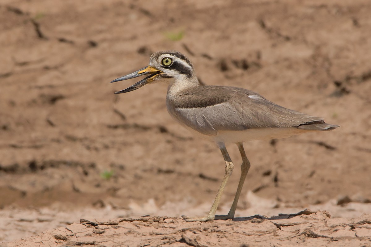 Great Thick-knee - ML233763531