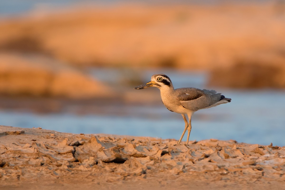 Great Thick-knee - ML233763541