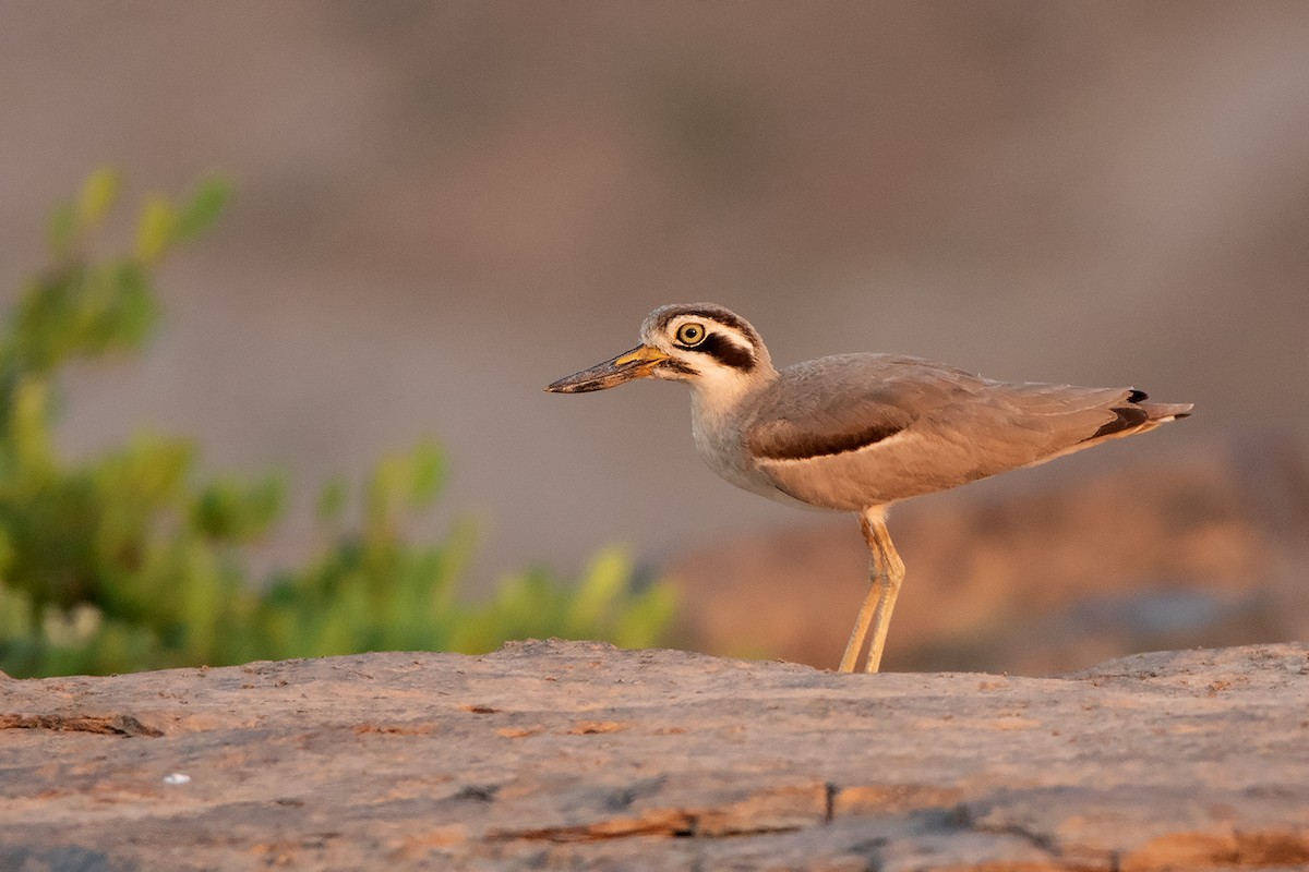 Great Thick-knee - ML233763551
