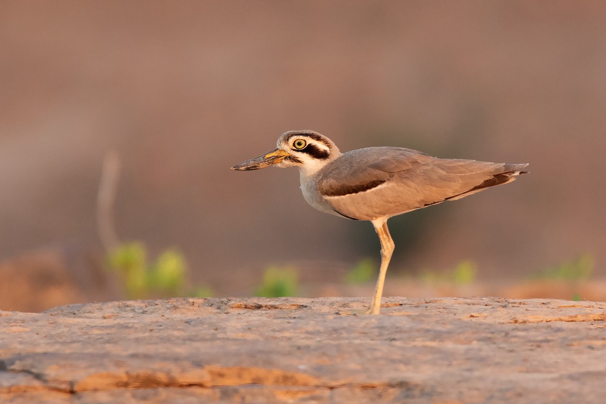 Great Thick-knee - ML233763561