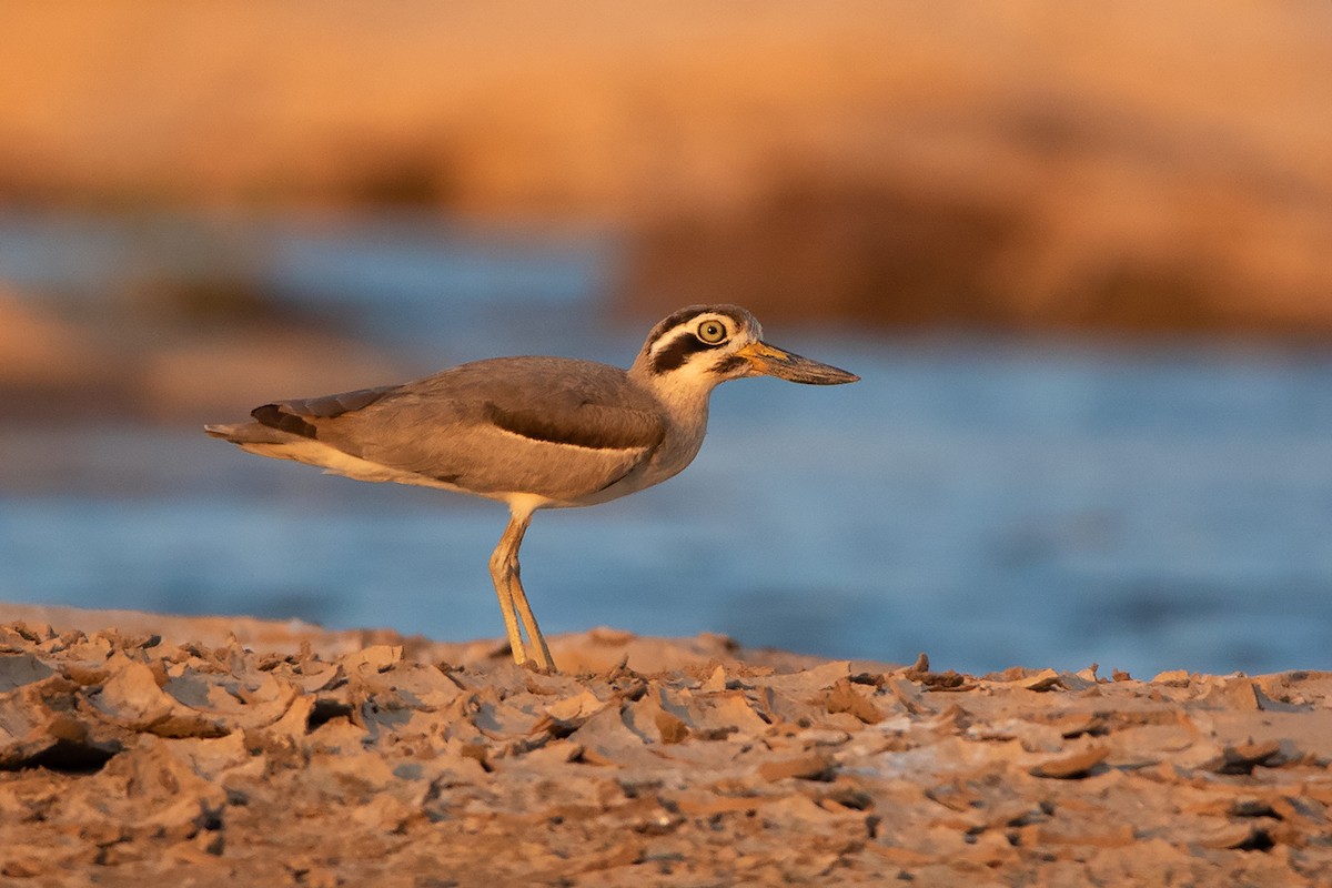 Great Thick-knee - ML233763621