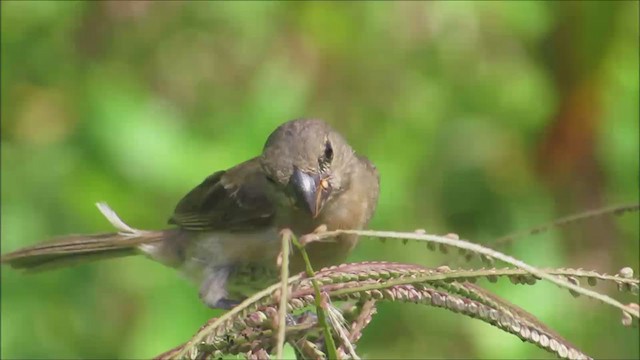 Wing-barred Seedeater - ML233766101