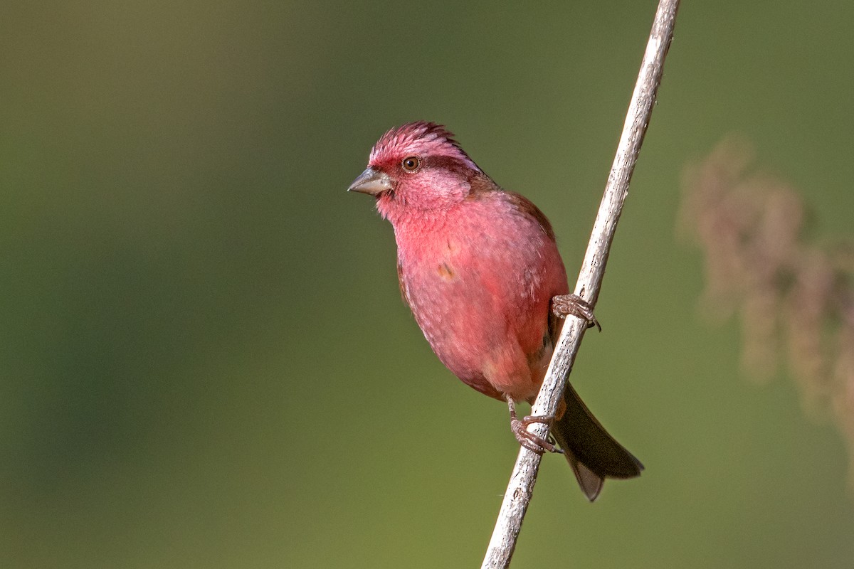 Pink-browed Rosefinch - Yash Kothiala