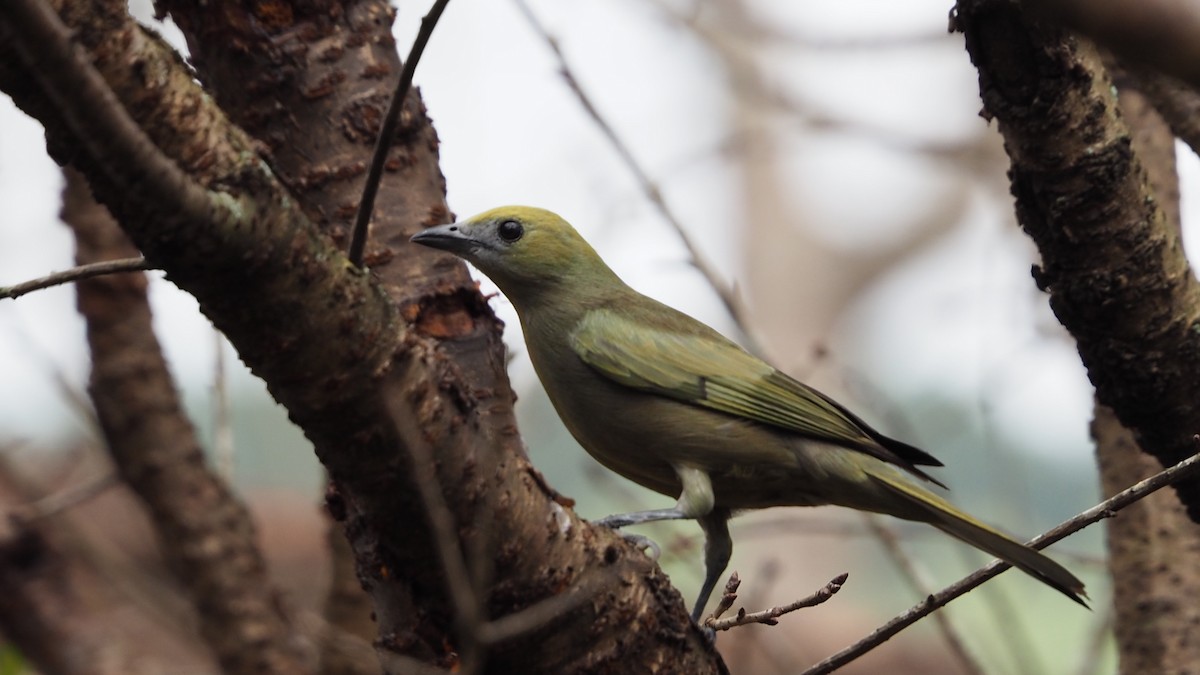 Palm Tanager - ML233766491