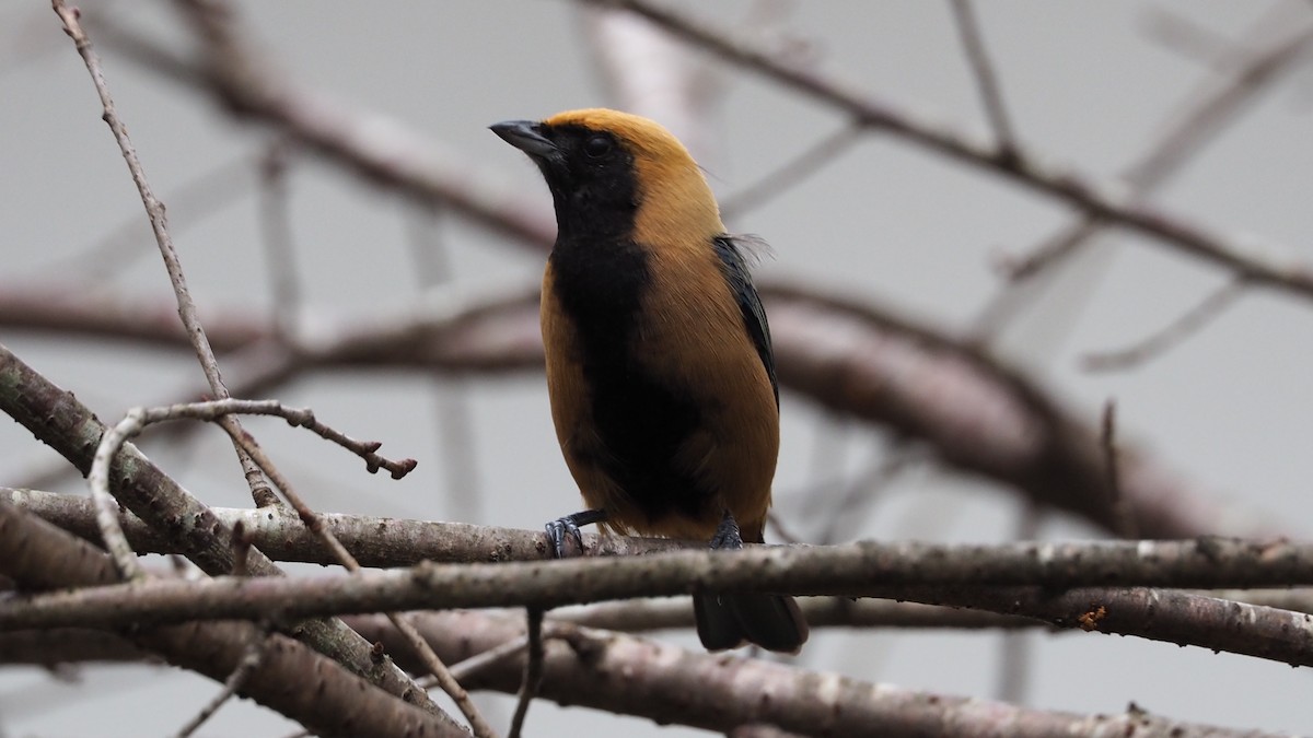 Burnished-buff Tanager - ML233766701