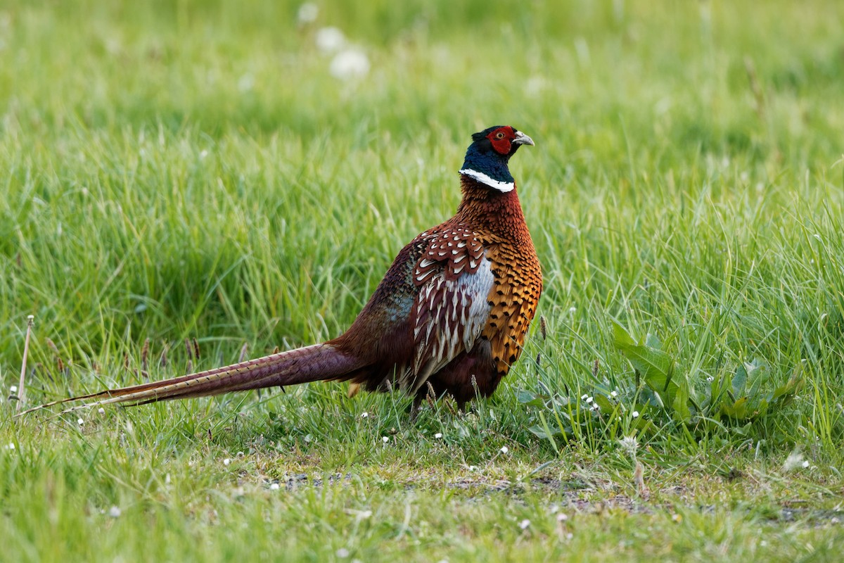 Ring-necked Pheasant - Andrew Jarwick