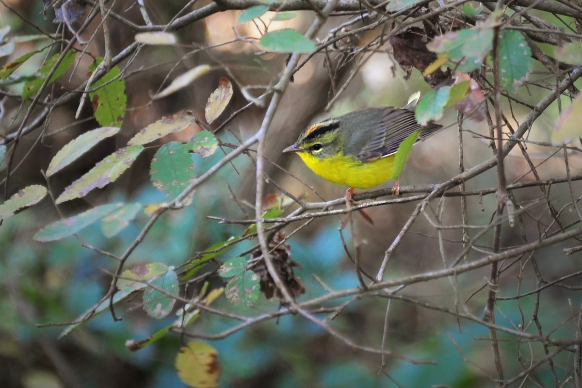 Golden-crowned Warbler - Bryan Calk