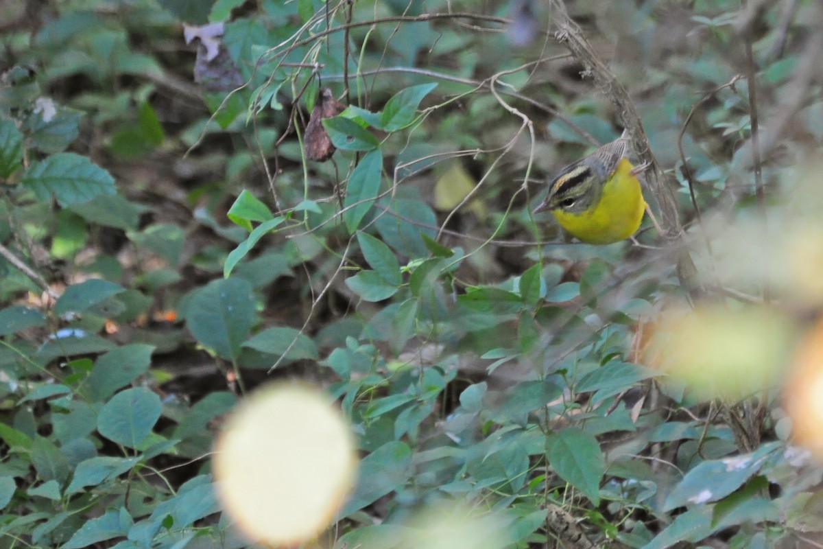 Golden-crowned Warbler - ML23377051