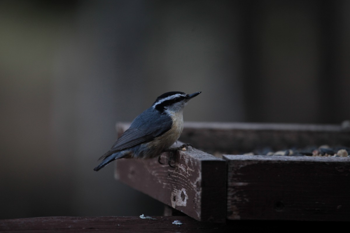 Red-breasted Nuthatch - Lori Richey