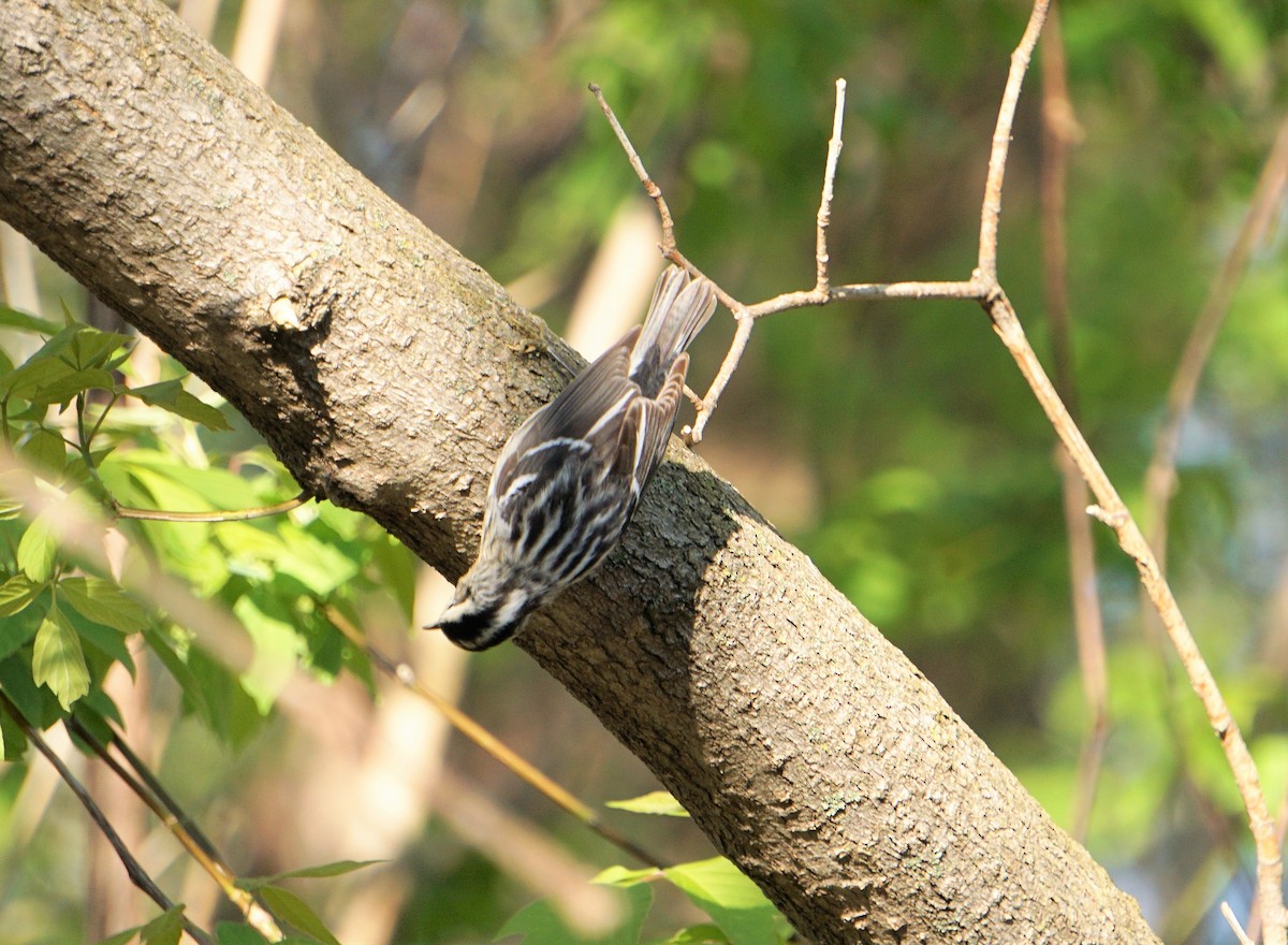 Black-and-white Warbler - ML233773101