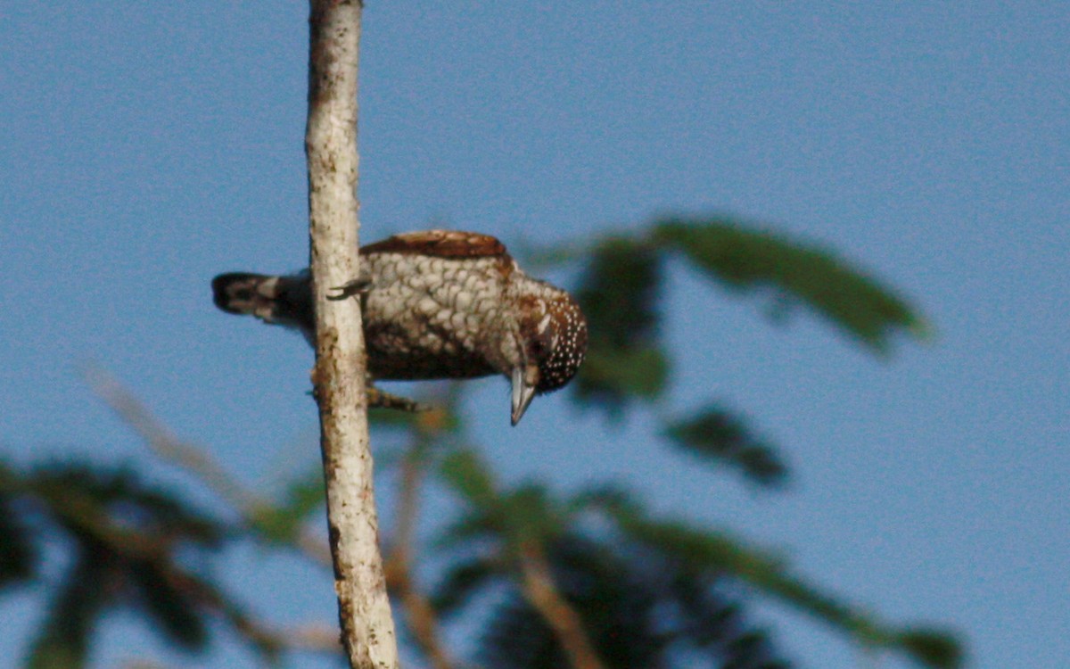 Scaled Piculet (Scaled) - ML23377701