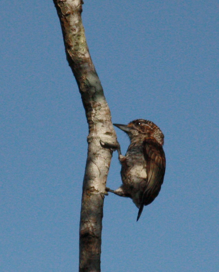 Scaled Piculet (Scaled) - ML23377711