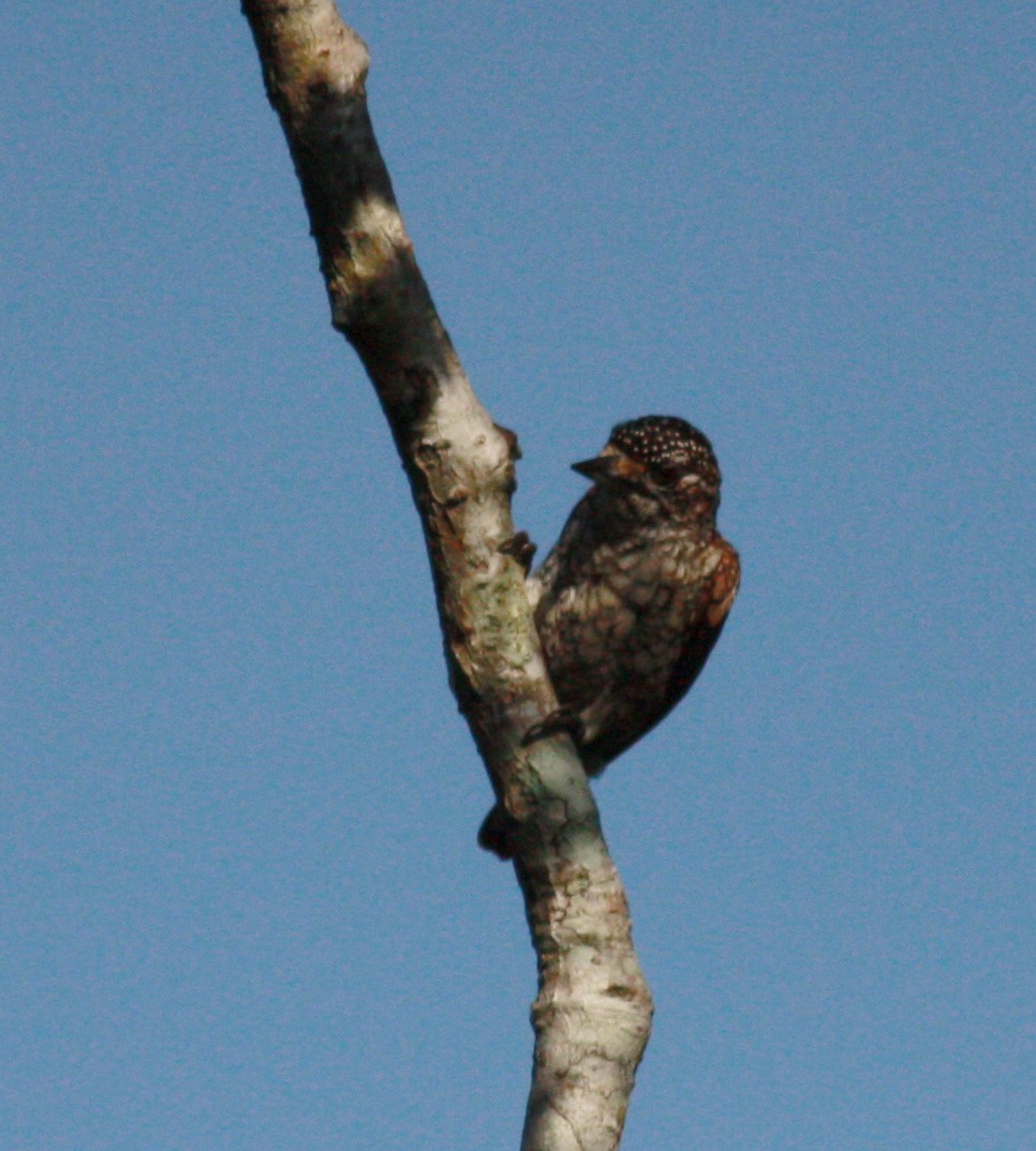 Scaled Piculet (Scaled) - ML23377741