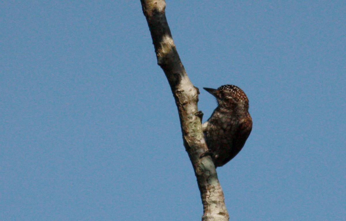 Scaled Piculet (Scaled) - ML23377771