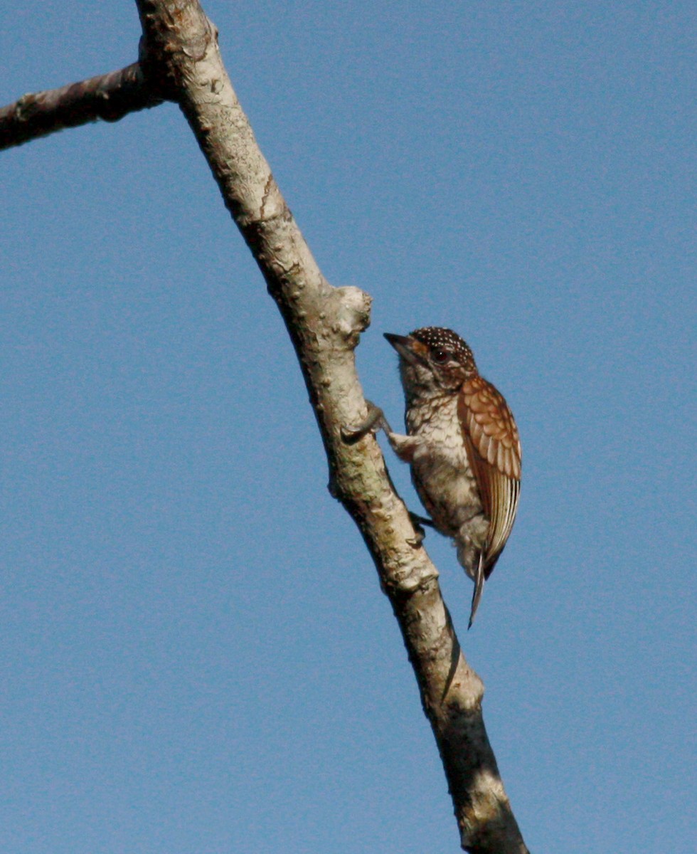 Scaled Piculet (Scaled) - ML23377791