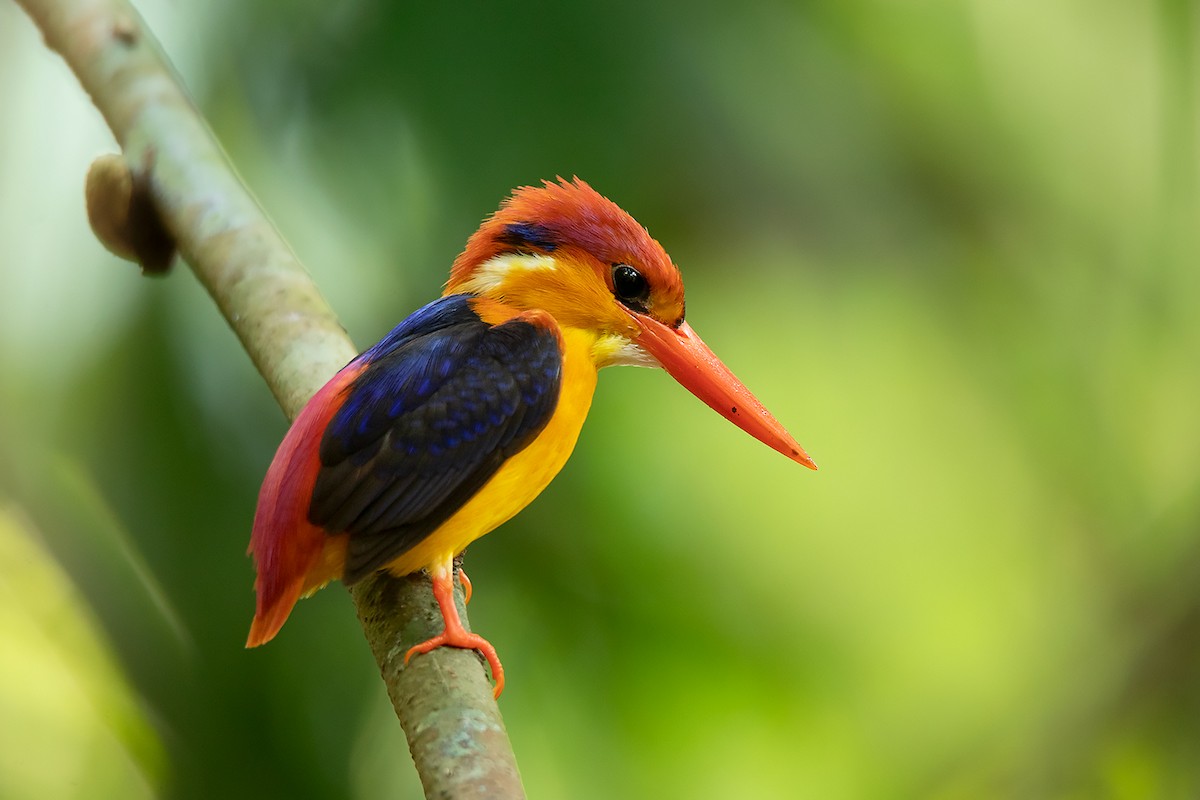 Black-backed Dwarf-Kingfisher - Ayuwat Jearwattanakanok