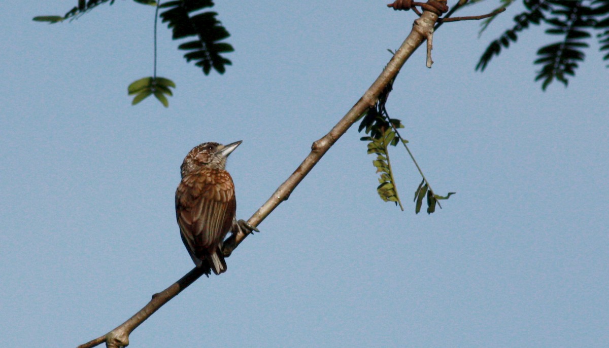 Scaled Piculet (Scaled) - ML23377801