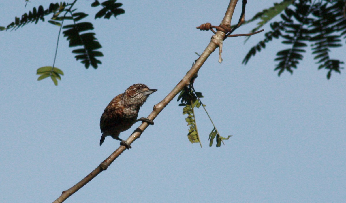 Scaled Piculet (Scaled) - ML23377811
